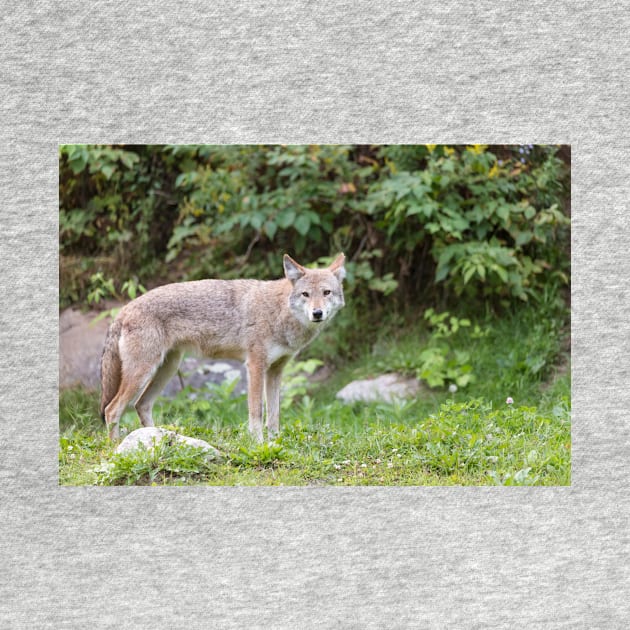 A lone Coyote in the forest by josefpittner